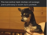 Piesek z protezą