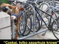 Zaparkowal krowe