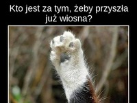 Łapka w górę