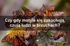 Zakochany motyl