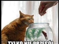 Tylko nie przesól