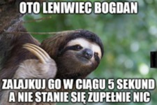 Oto leniwiec Bogdan