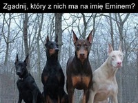 Który z nich to Eminem