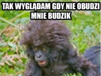 Tak wyglądam gdy nie obudzi mnie budzik! :D