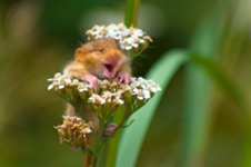 Najlepsze zdjęcia z „The Comedy Wildlife Photography" 2017, czyli zbiór zabawnych zdjęć zwierzaków