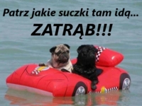 ZATRĄB! :D