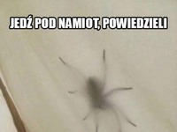 Pod namiotem