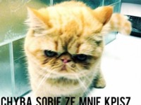 Chyba sobie ze mnie kpisz...