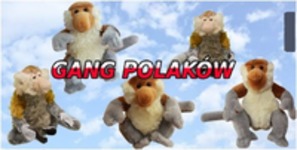 gang polaków