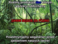 Chrońmy drzewa