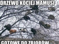 DRZEWO KOCIEJ MAMUSI