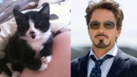 Meow vs  Robert Downey Jr.