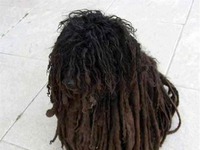 Dog Marley