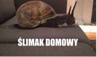 Ślimak domowy