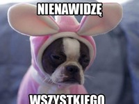 Nienawidzi wszystkiego