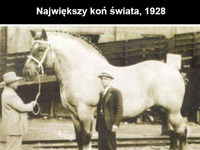 Największy koń świata