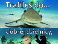 Trafiłeś do dobrej dzielinicy, zioM!