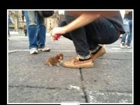Tak wygląda najmniejszy pies na świecie! :)