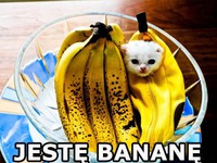 Jestę Bananę