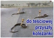 Koleżanki teściowej