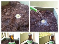 Jak rośnie piwo