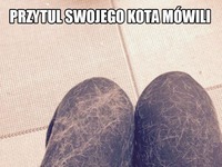 Przytul swojego kociaka