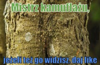 Mistrz