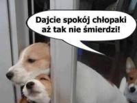 Chłopaki dajcie spokój!