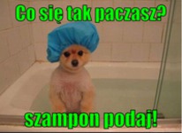 Szampon podaj