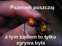 Pszemek puszczaj