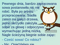 Opowiadanie z morałem! Sowa wygrała XD