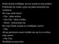 Polak dostał wielbłąda- sprawdź koniecznie jak to się skończyło! hah