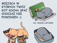 Miejsca, w których kot kocha spać, a nie powinien?