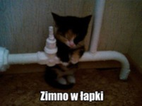 Zimno w łapki