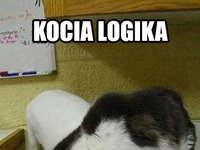 Kocia logika