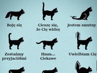 język kota