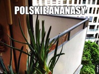 Polskie Ananasy