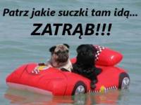 Zatrąb!! :D