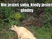 Godny nie jesteś sobą
