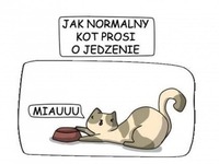 Mój kot taki jest XD