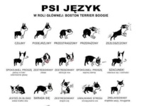 Psi język! Dowiedz się co Twój pies chce Ci powiedzieć ;)