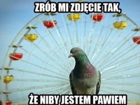 Piękny paw