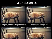 jestem kotem