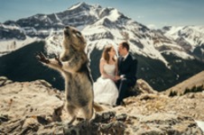 Zwierzęta, które stały się gwiazdami na zdjęciach ślubnych