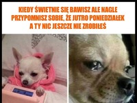 Ten piesek to odzwierciedlenie mojego aktualnego stanu XD