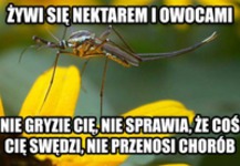 Samiec komara jest spoko