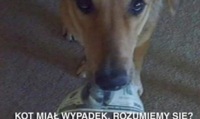 Kot miał wypadek, rozumiemy się?