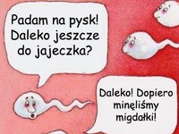 Padam na pysk