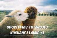 Kochana LAMA! <3