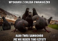 Wyskakuj z chleba cwaniaczku :D